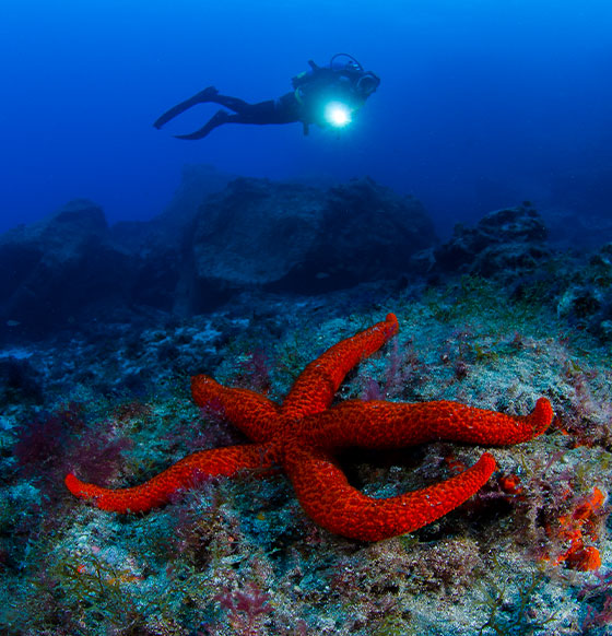 Coral Sub - listado
