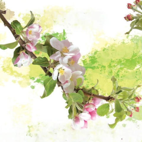 fiestas_encarnacion_manzana