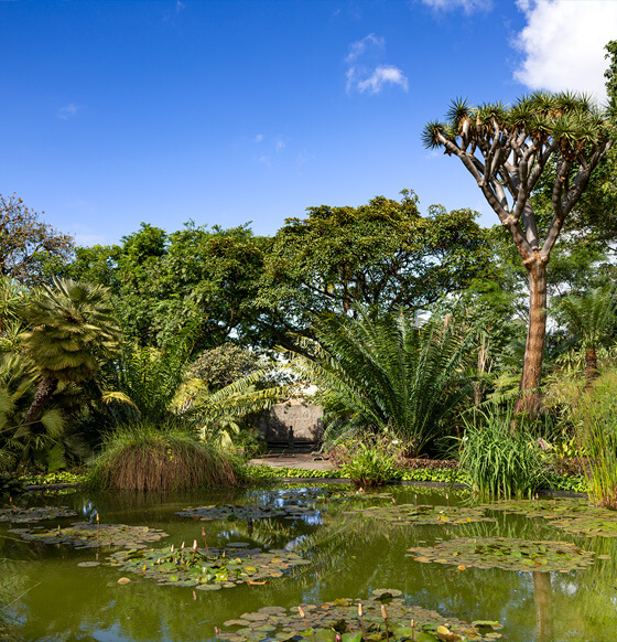 Jardín de Aclimatación de La Orotava - listado