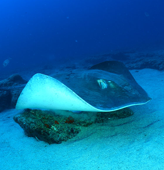 Buceo en Tenerife - listado