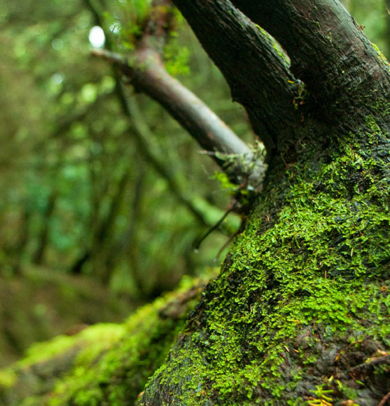 Una excursión a un espacio natural y una experiencia sensorial - listado