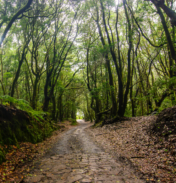 Caserío de El Cedro