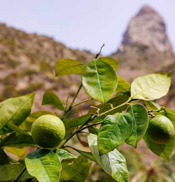 Jardín Botánico del Descubrimiento de Vallehermoso