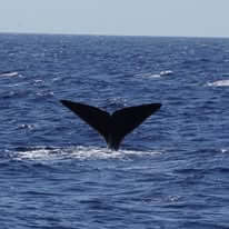 WeWhale