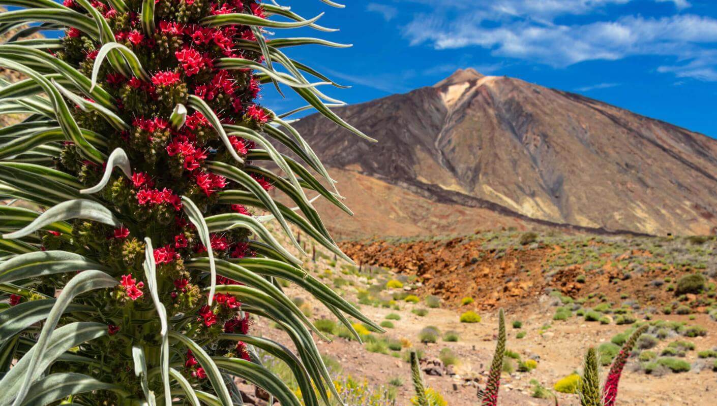 Tajinaste rojo (эндемичный кустарник, произрастающий на вулкане Тейде) в Las Cañadas на Teide на фоне вершины.