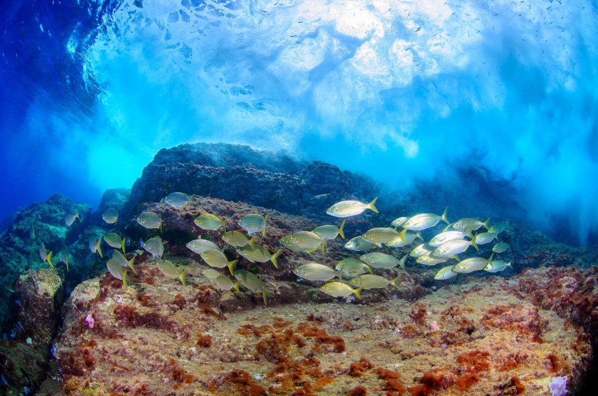 La Cuevita Submarinismo en La Gomera