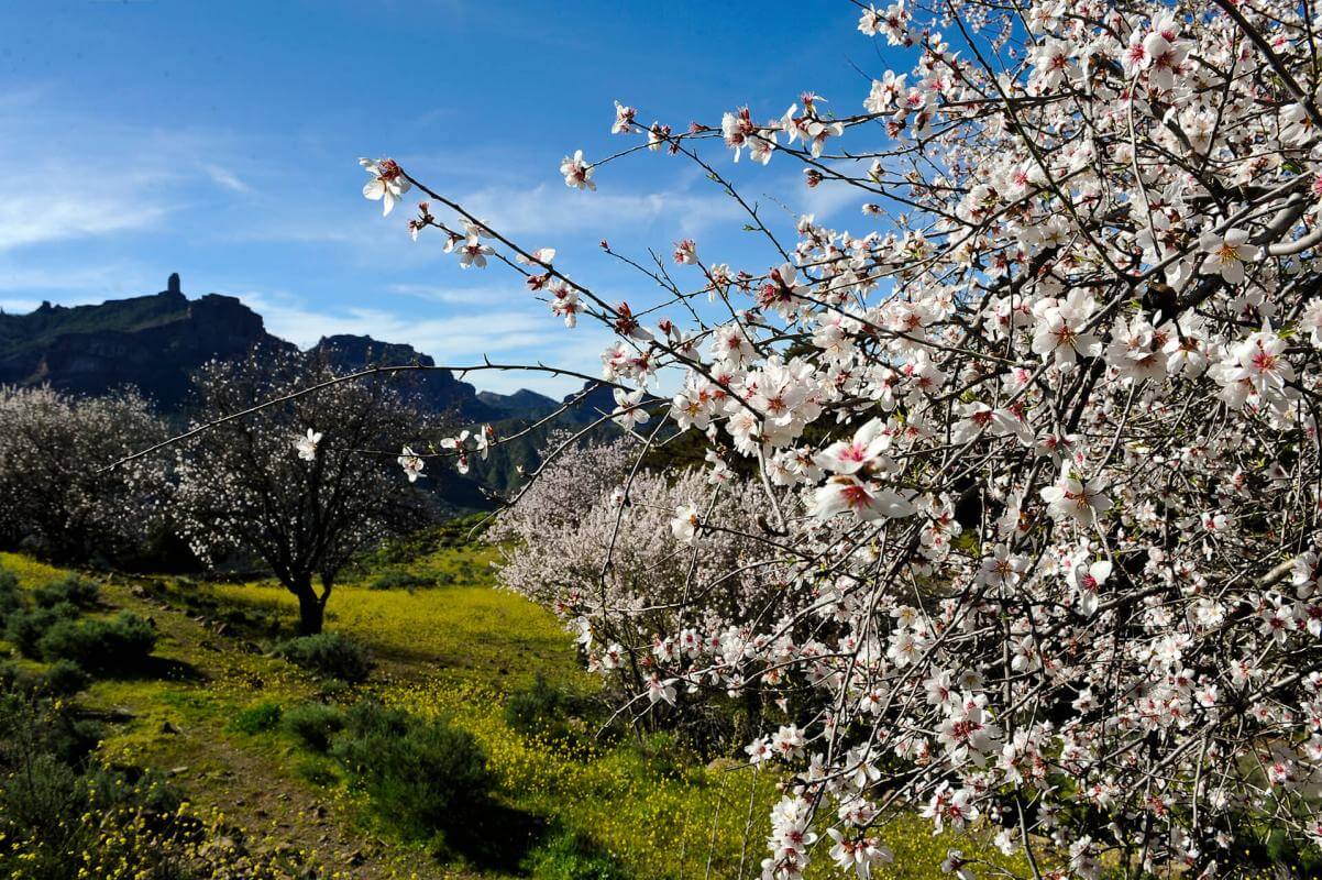 Ruta en coche por el suroeste de Gran Canaria - galeria5