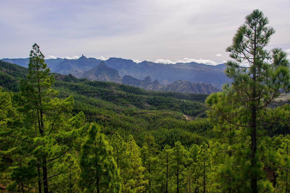 Ruta en coche por el noroeste de Gran Canaria  - galeria5