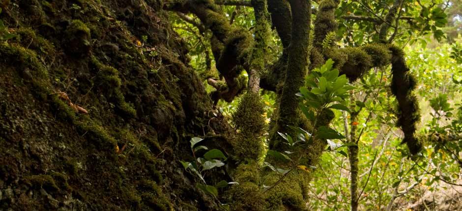 Árbol Garoé, en El Hierro