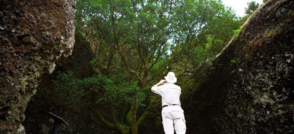 Árbol Garoé, en El Hierro