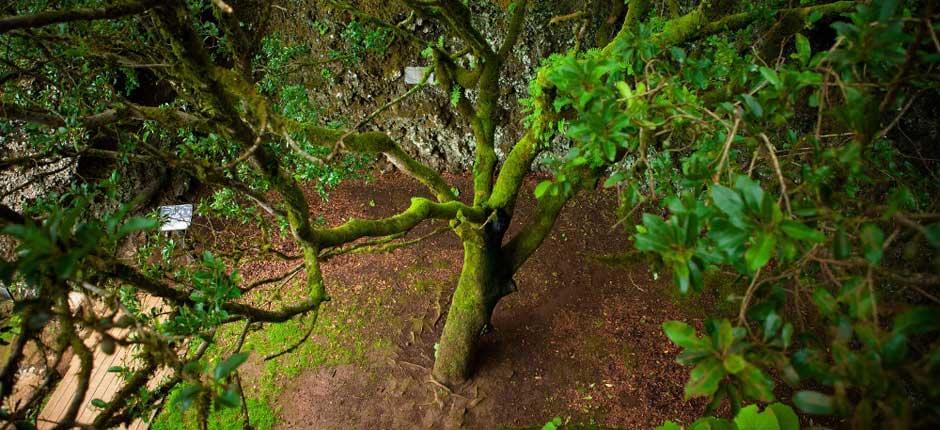 Árbol Garoé, en El Hierro