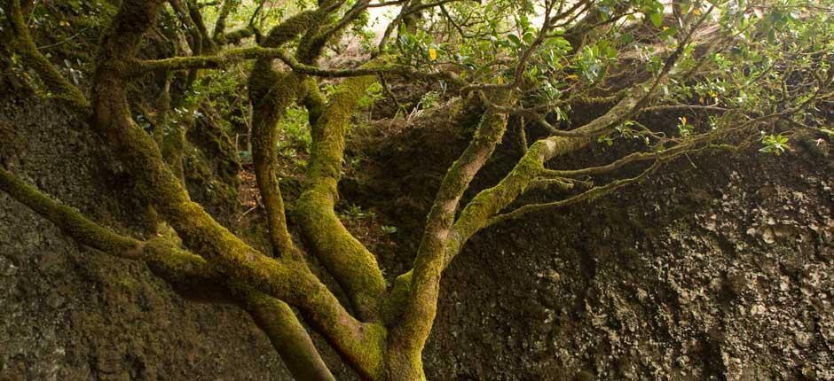 Árbol Garoé, en El Hierro