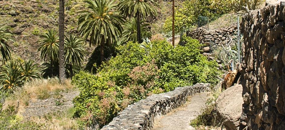 Playa Santiago-Benchijigua + Senderos de La Gomera