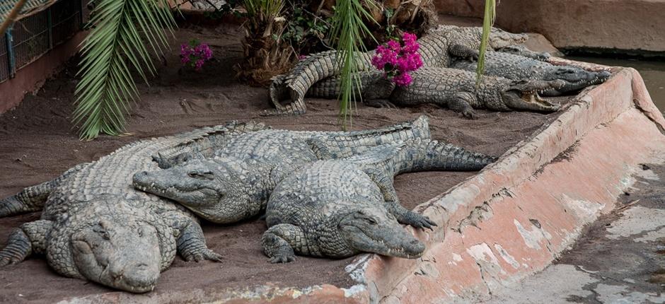 Cocodrilo Park Zoológicos de Gran Canaria