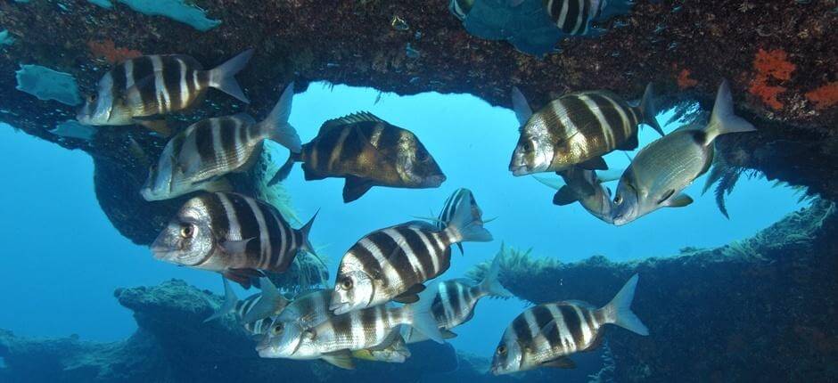 Bucear en Bajón del Río, en Fuerteventura