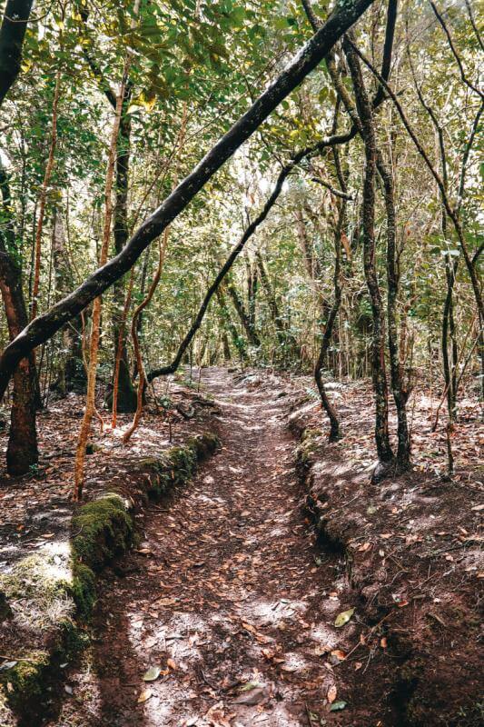 Parque Nacional de Garajonay