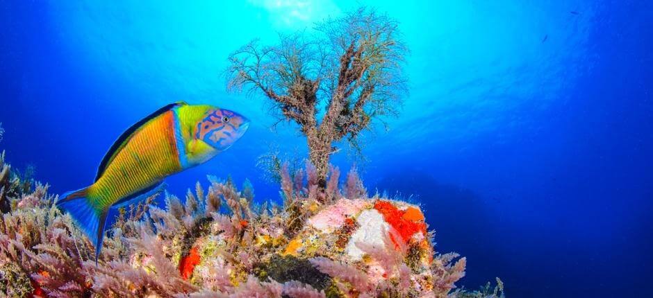 La Cuevita Submarinismo en La Gomera