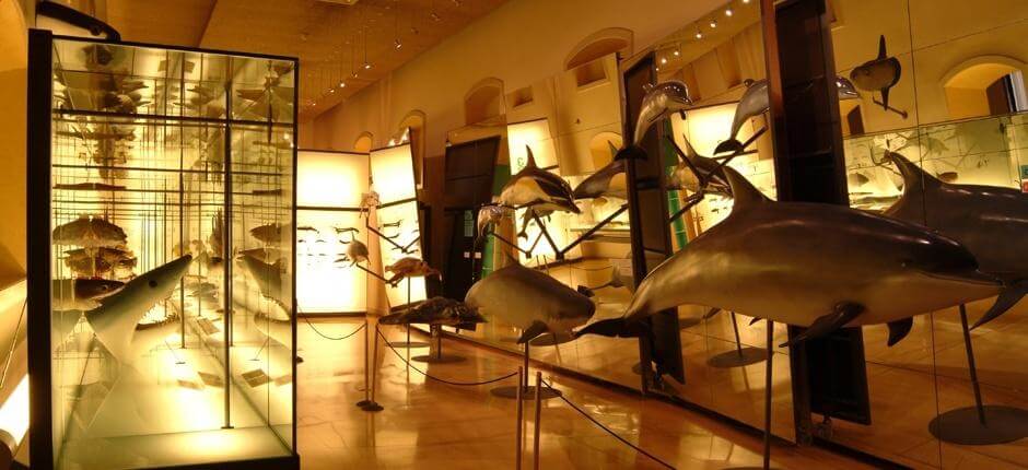 MUNA - Музей природы и археологии