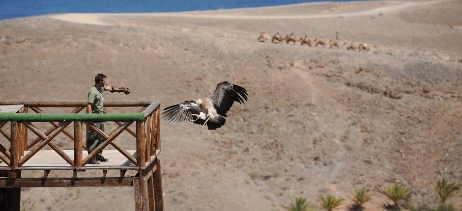 Oasis Park Fuerteventura Zoológicos de Fuerteventura