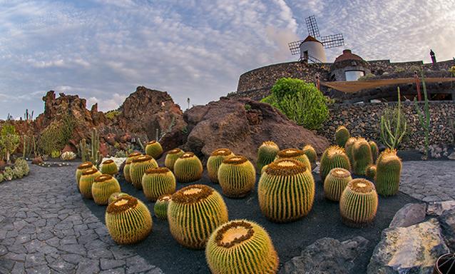 Jardín de cactus