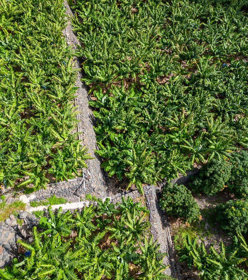 Plantación de plataneras en La Rajita. La Gomera.