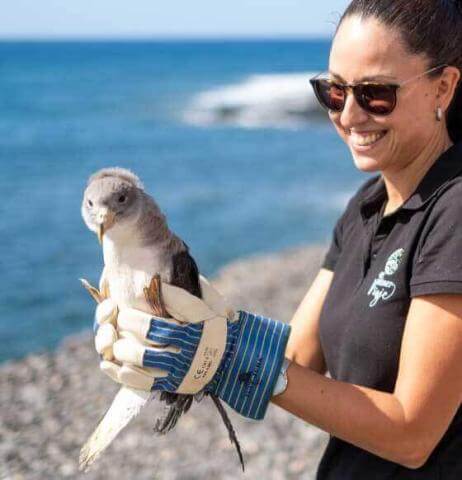 La Pardela - Tenerife