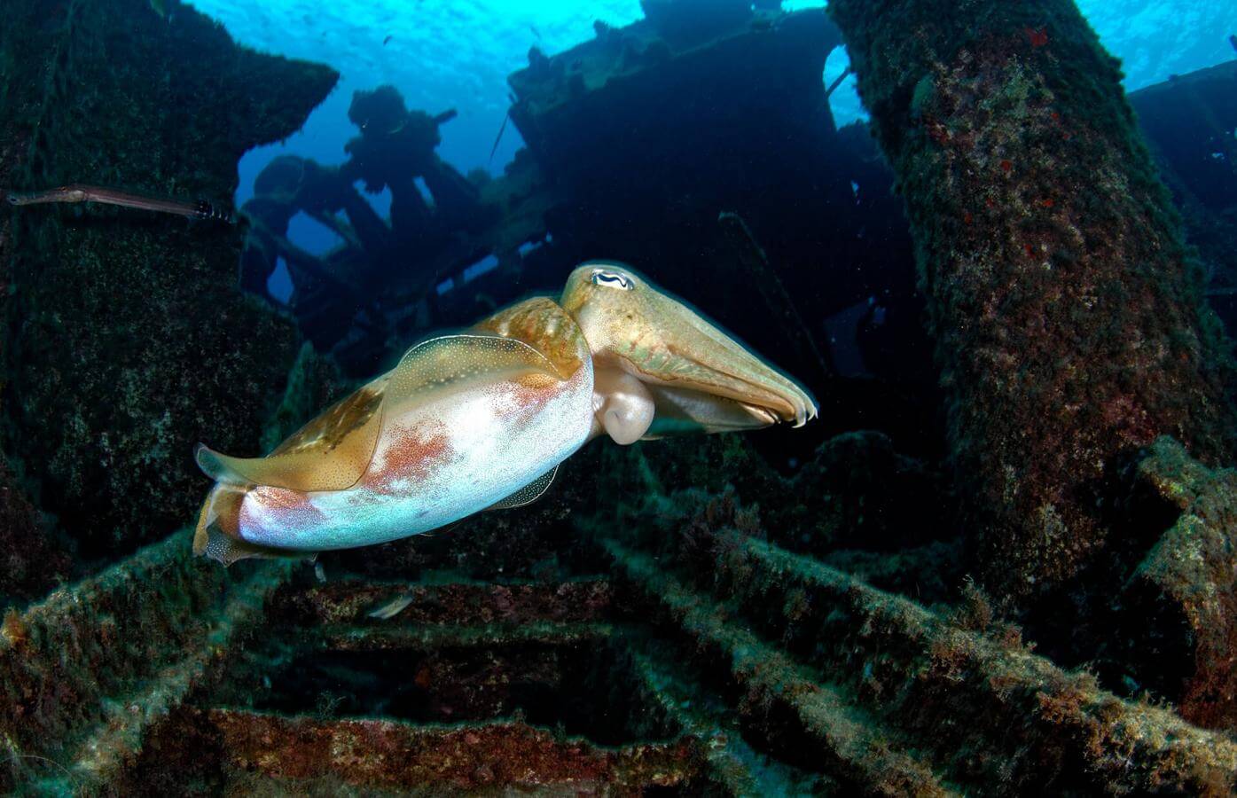 Bucear en el pecio de ‘El Condesito’, en Tenerife