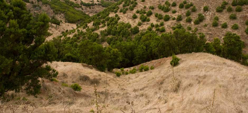 Árbol Garoé, en El Hierro