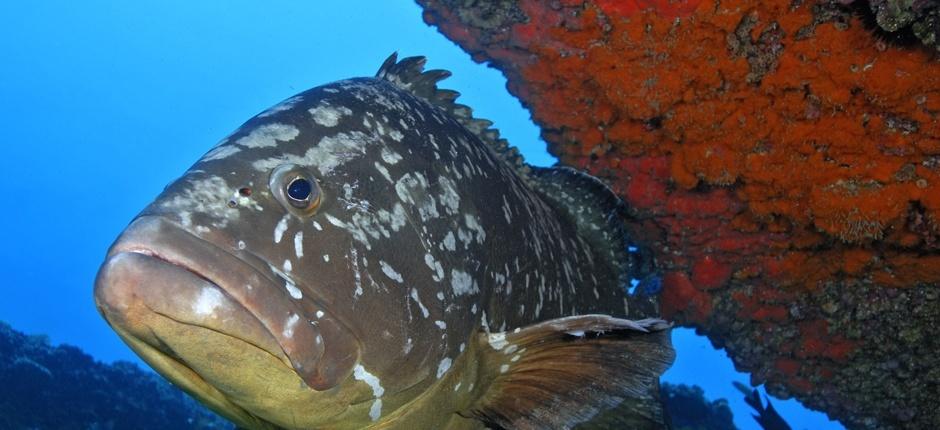 Veril Grande Submarinismo en Fuerteventura