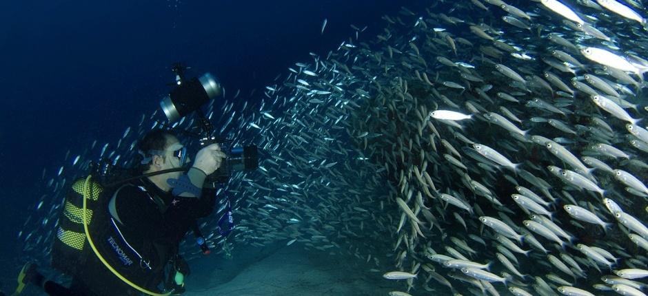 Veril Grande Submarinismo en Fuerteventura