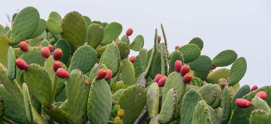 Isora caseríos de El Hierro