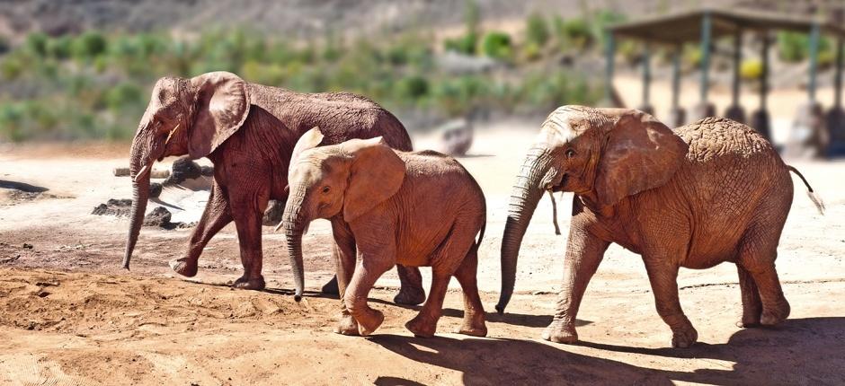 Oasis Park Fuerteventura Zoológicos de Fuerteventura