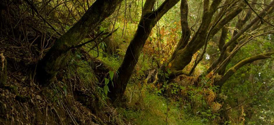 Reserva de Mencáfete Espacios naturales de El Hierro