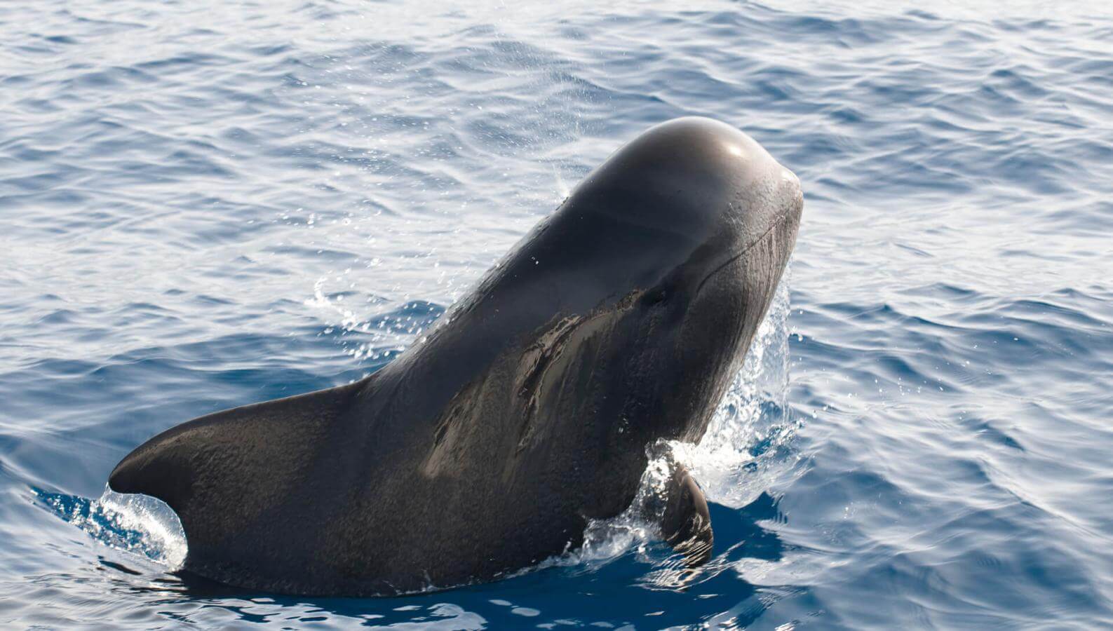 Calderón gris (тропические китообразные с крупными плавниками) выныривает из вод океана.