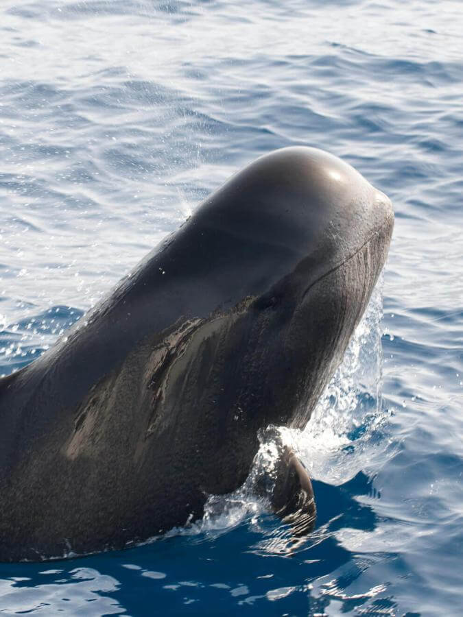 Calderón gris (тропические китообразные с крупными плавниками) выныривает из вод океана.