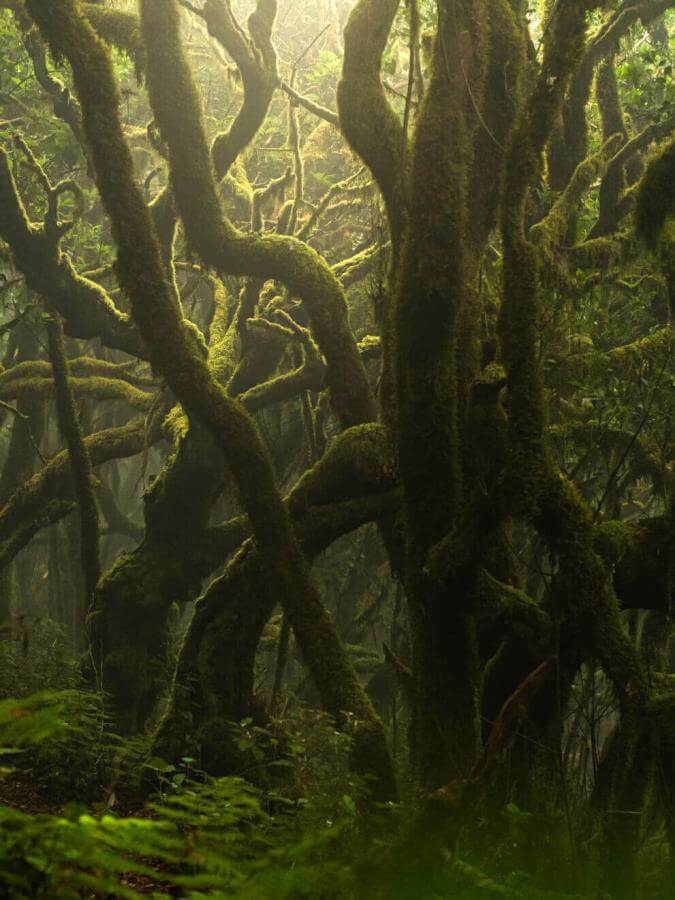 Лавровый лес в Garajonay с мшистыми стволами деревьев и влажным воздухом, окутанным туманом.