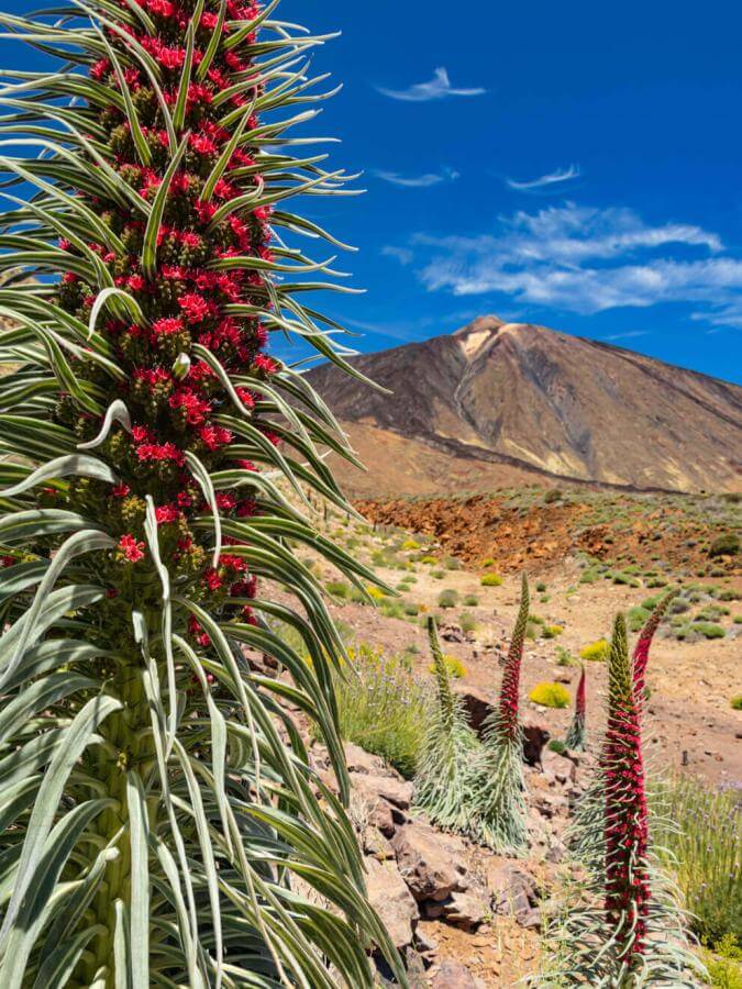 Tajinaste rojo (эндемичный кустарник, произрастающий на вулкане Тейде) в Las Cañadas на Teide на фоне вершины.