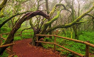 Parque Nacional de Garajonay